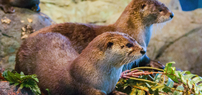 River Otters: Watershed Ambassadors