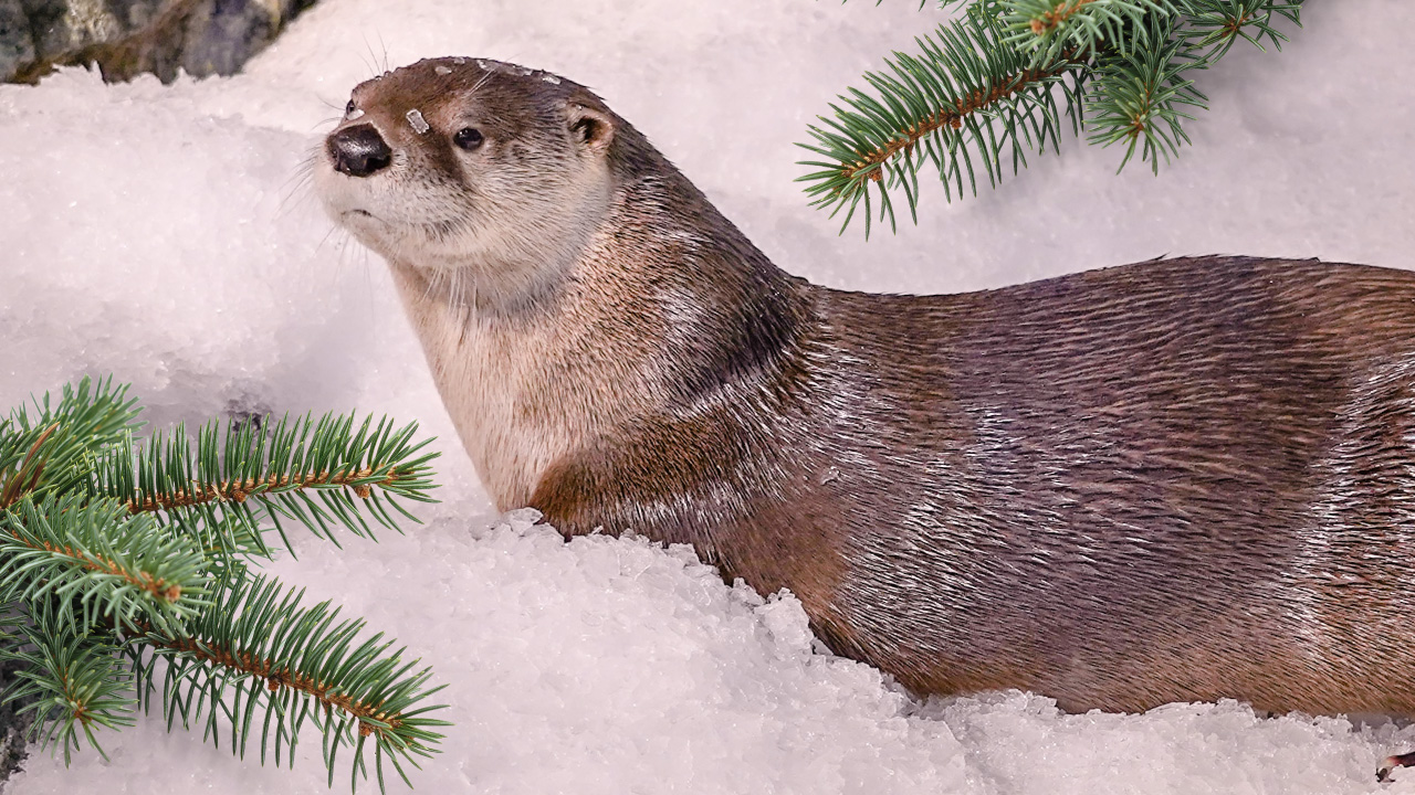 River Otter Snow Days